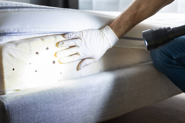 Best Local Pest Control Services  in Firebaugh, CA