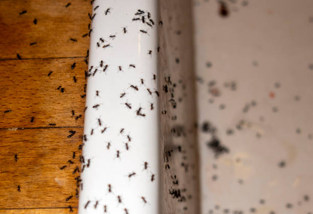 Best Affordable Pest Control Services  in Firebaugh, CA
