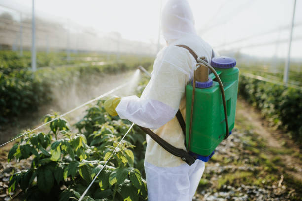 Best Termite Control Services  in Firebaugh, CA